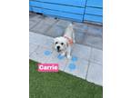 Adopt Carrie a Lhasa Apso, Mixed Breed
