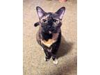 Adopt Rose a Domestic Short Hair