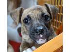 Adopt Pheonix (Sidewalk Sale) a Boxer, Pit Bull Terrier