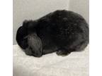 Adopt Biscayne a Mini Lop