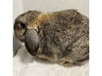 Adopt Cerulean a Mini Lop