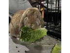 Adopt Razzmatazz a Mini Lop