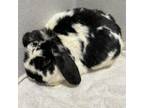 Adopt Charcoal a Mini Lop