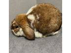 Adopt Meadow a Mini Lop