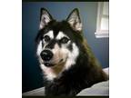 Adopt Sheba (24-060 D) a Husky, Mixed Breed