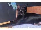 Adopt Licorice a Domestic Short Hair