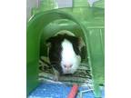 Adopt Bagel a Guinea Pig