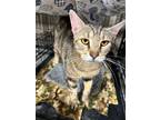 Adopt Savannah a Domestic Short Hair