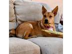 Adopt Tansy July Page a Shepherd