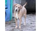 Adopt Sandy a Mixed Breed