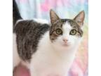 Adopt Chirp a Domestic Short Hair