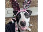 Adopt Paisley a American Staffordshire Terrier, Mixed Breed