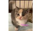 Adopt Poppy (Quaker Way Litter) a Domestic Short Hair