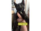 Adopt Baby Spice a Domestic Short Hair