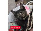 Adopt Spicy Spice a Domestic Short Hair