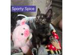Adopt Sporty Spice a Domestic Short Hair