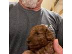 Goldendoodle Puppy for sale in Centralia, KS, USA