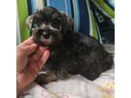 Schnauzer (Miniature) Puppy for sale in Denton, TX, USA