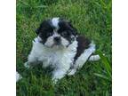 Shih Tzu Puppy for sale in Denton, TX, USA