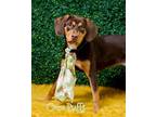 Adopt Chloe Coco Puffs a Beagle, Labrador Retriever