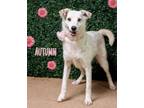 Adopt Autumn Gal a Jack Russell Terrier