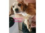 Adopt Madame a American Foxhound, Australian Cattle Dog / Blue Heeler