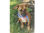 Adopt Billie a Anatolian Shepherd, Black Mouth Cur