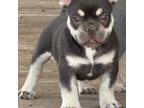 French Bulldog Puppy for sale in Cedar Bluffs, NE, USA