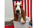 Basset Hound Puppy for sale in Spring Hill, FL, USA