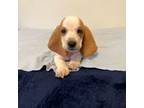 Basset Hound Puppy for sale in Spring Hill, FL, USA