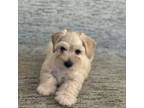 Schnauzer (Miniature) Puppy for sale in Los Angeles, CA, USA