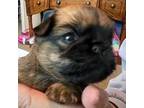 Brussels Griffon Puppy for sale in Waxahachie, TX, USA