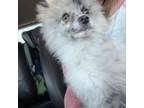 Pomeranian Puppy for sale in Washington, IN, USA