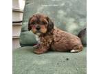 Poodle (Toy) Puppy for sale in Thorndale, PA, USA
