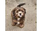Lhasa Apso Puppy for sale in Thorndale, PA, USA