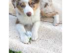 Miniature Australian Shepherd Puppy for sale in Athens, AL, USA