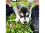 Alaskan Klee Kai Puppy for sale in Hampstead, NC, USA