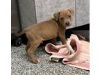 Adopt Fizzle a Redbone Coonhound, Pit Bull Terrier
