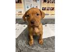 Adopt Filbert a Redbone Coonhound, Pit Bull Terrier