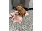 Adopt Pilot a Redbone Coonhound, Pit Bull Terrier