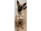 Adopt Chase a German Shepherd Dog, Mixed Breed