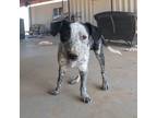 Adopt Reno a Pointer, Australian Cattle Dog / Blue Heeler