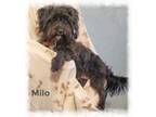 Adopt Milo a Cockapoo