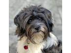 Adopt OREO a Poodle, Terrier
