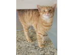 Adopt Sunny a Tabby, Domestic Short Hair