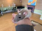 Adopt Wallace (with Tip and Socks) a Rat