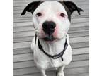 Adopt Bubba a Pit Bull Terrier