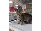 Adopt Tadpole a Domestic Short Hair