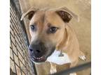 Adopt Bruno aka rowland pup 1 a Mixed Breed