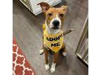 Adopt Chip a Rough Collie, Pit Bull Terrier